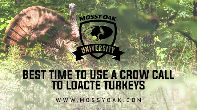 Best Time To Make a Turkey Gobble wit...