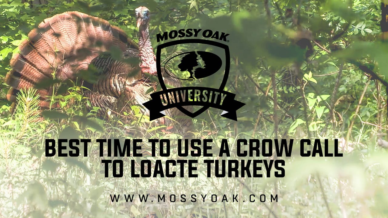 Best Time To Make a Turkey Gobble with a Crow Call Mossy Oak GO