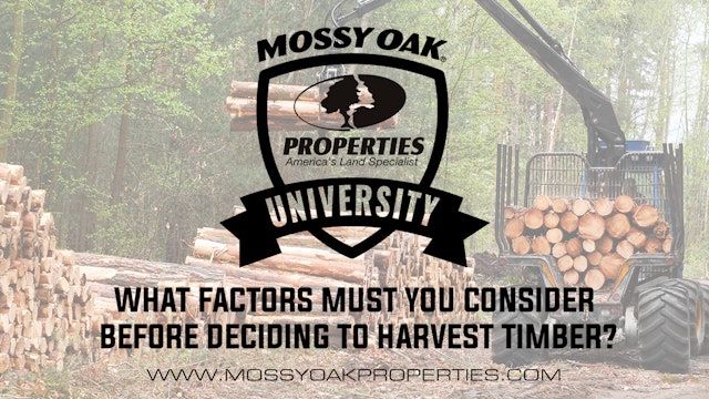 What Factors Must You Consider Before Deciding To Harvest Timber