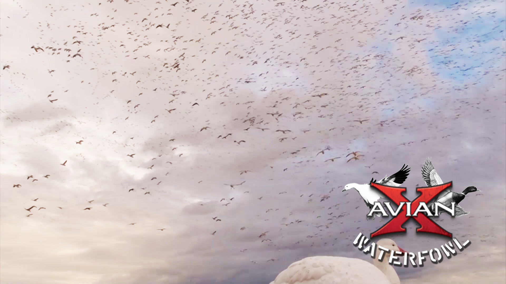 Too Much Of A Good Thing • Avian X Waterfowl