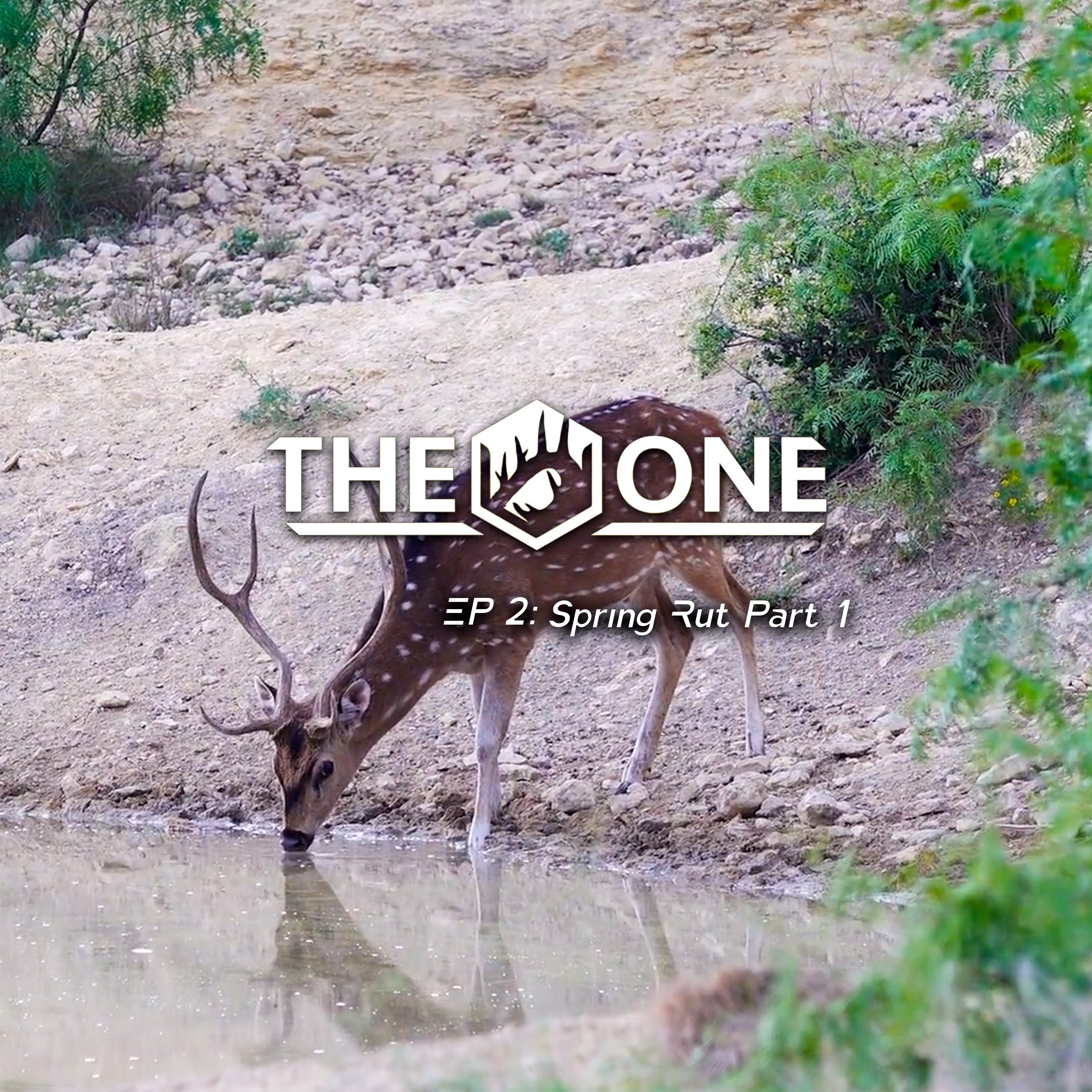 Spring Rut Part 1 • The One