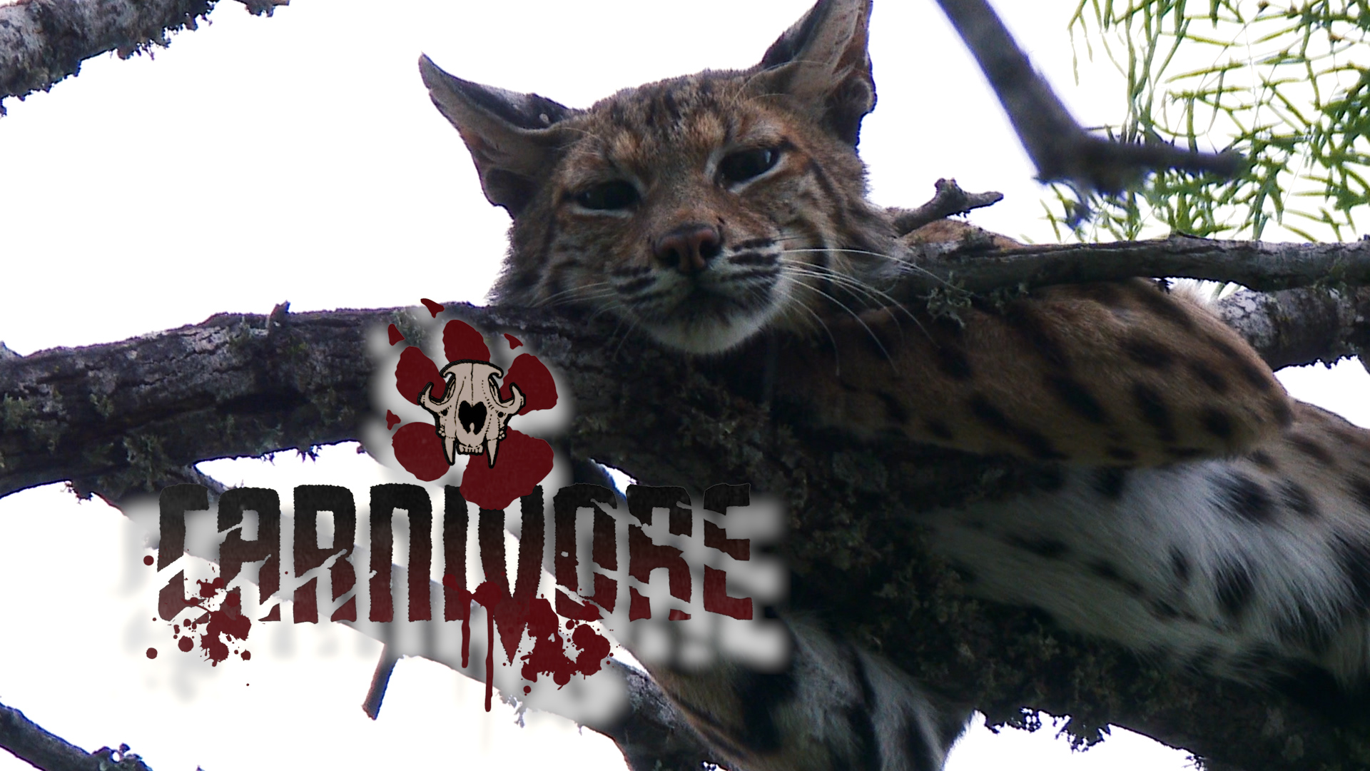 Bullfighter-Cat Chaser • Carnivore