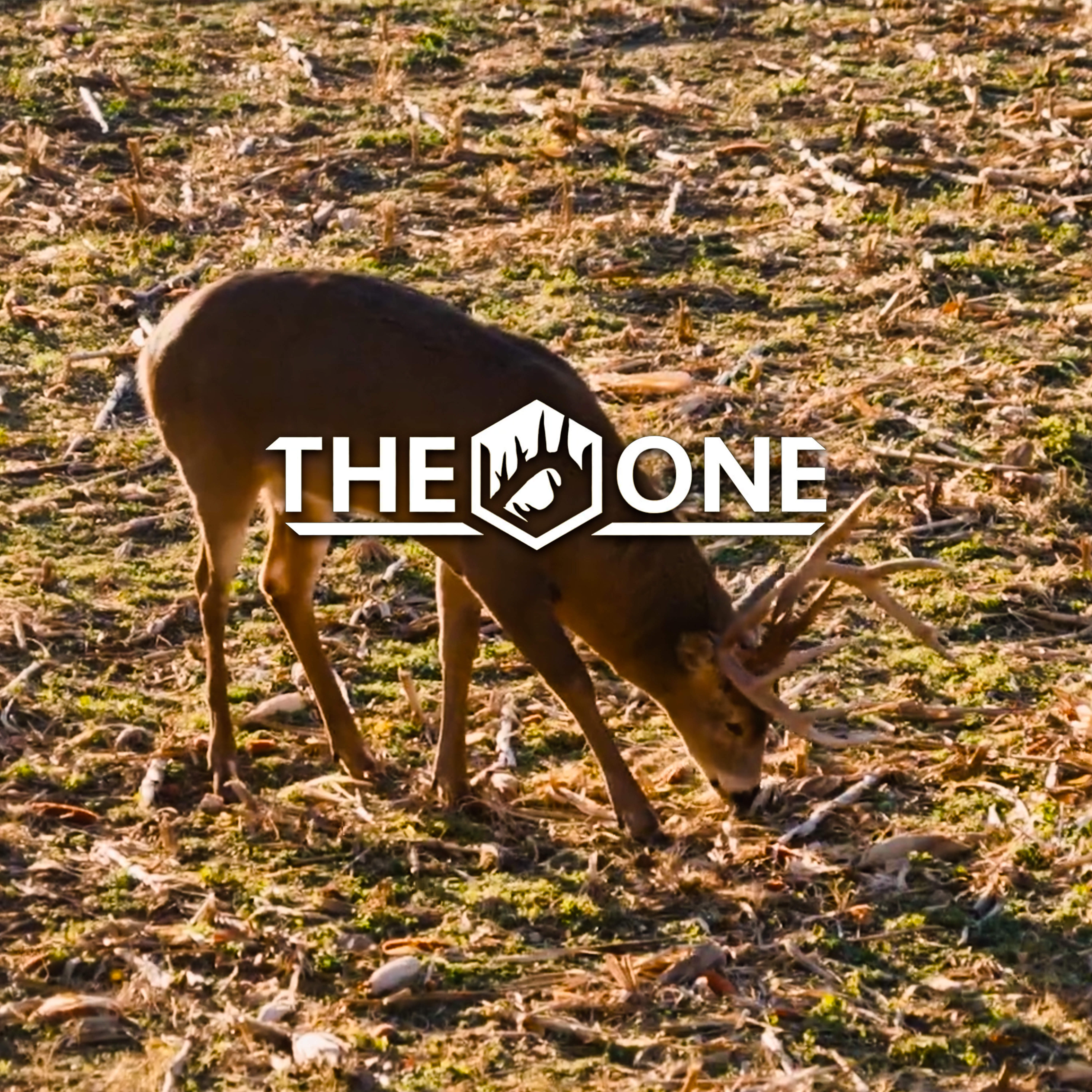 Halloween Magic • The One