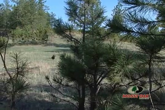 Western Plains Mixed Bag • Hunting Turkey and Antelope in Montana