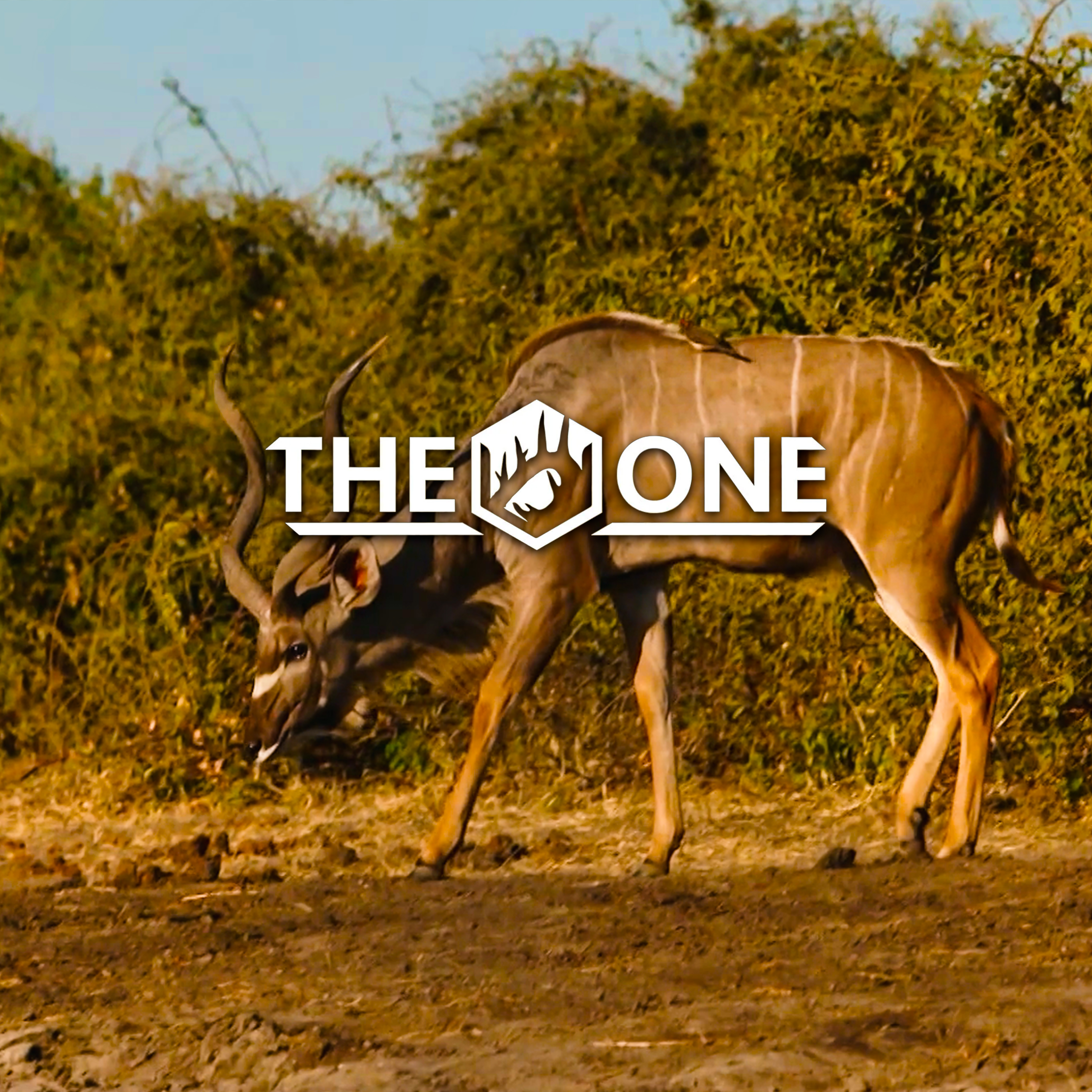 Leopard pursuit • The One