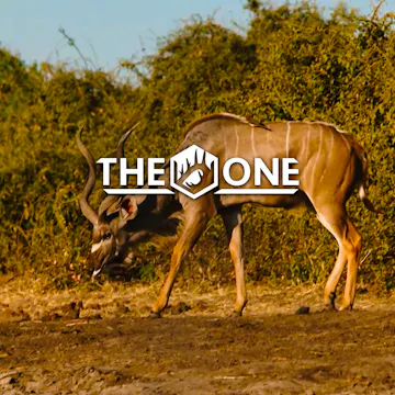 Leopard pursuit • The One