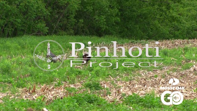 Hunting June Turkeys • Pinhoti Projec...