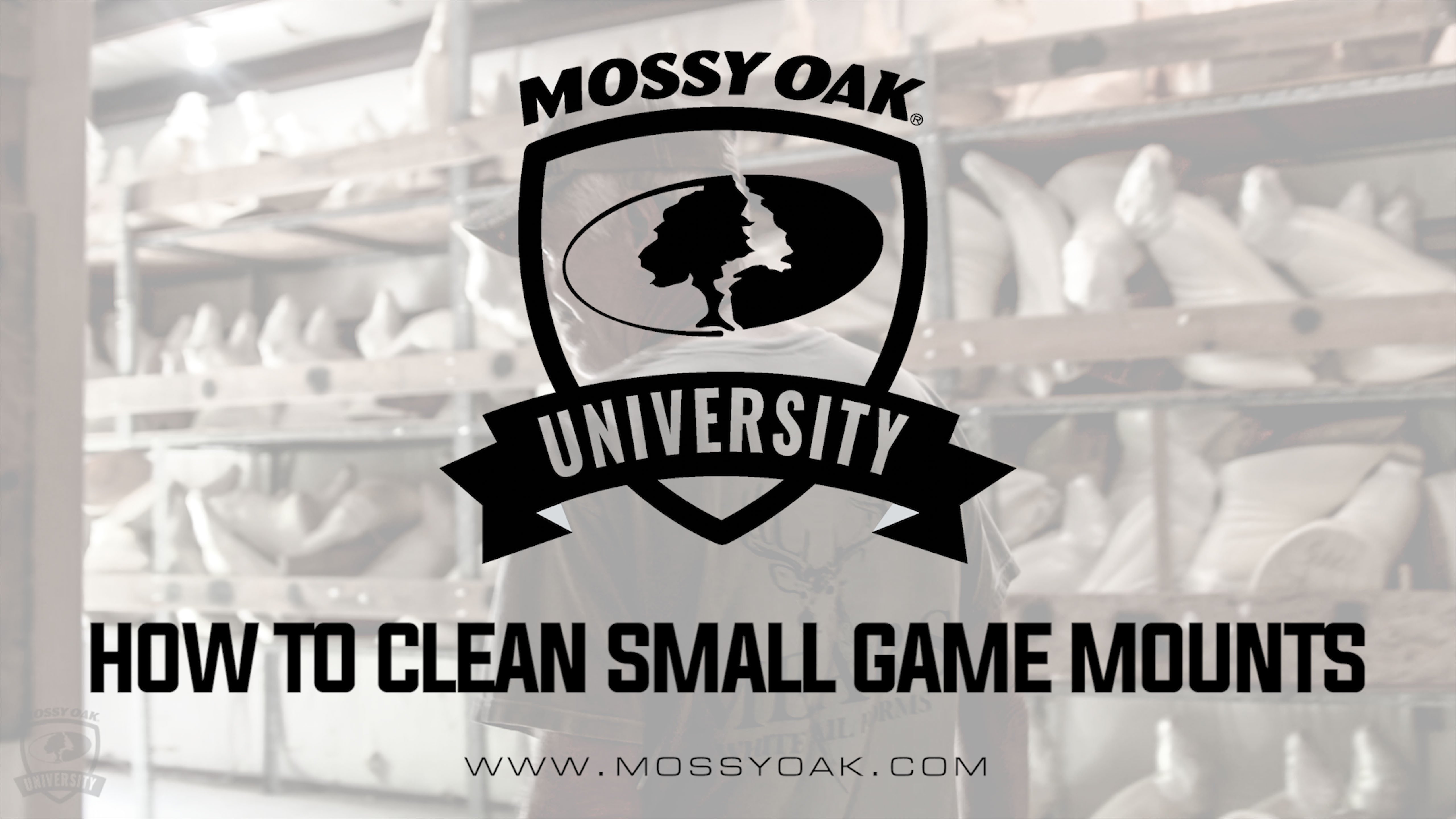 How to Clean a Small Game Mount