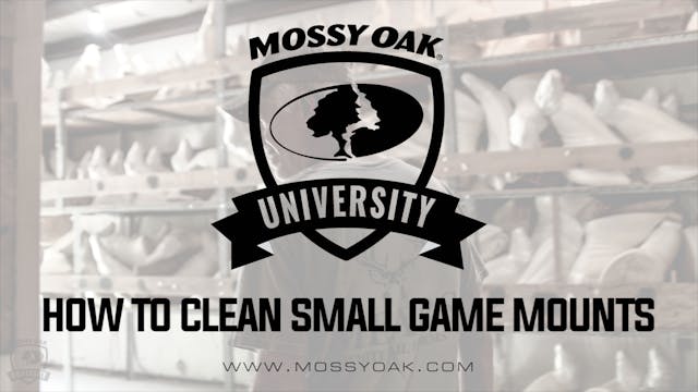 How to Clean a Small Game Mount