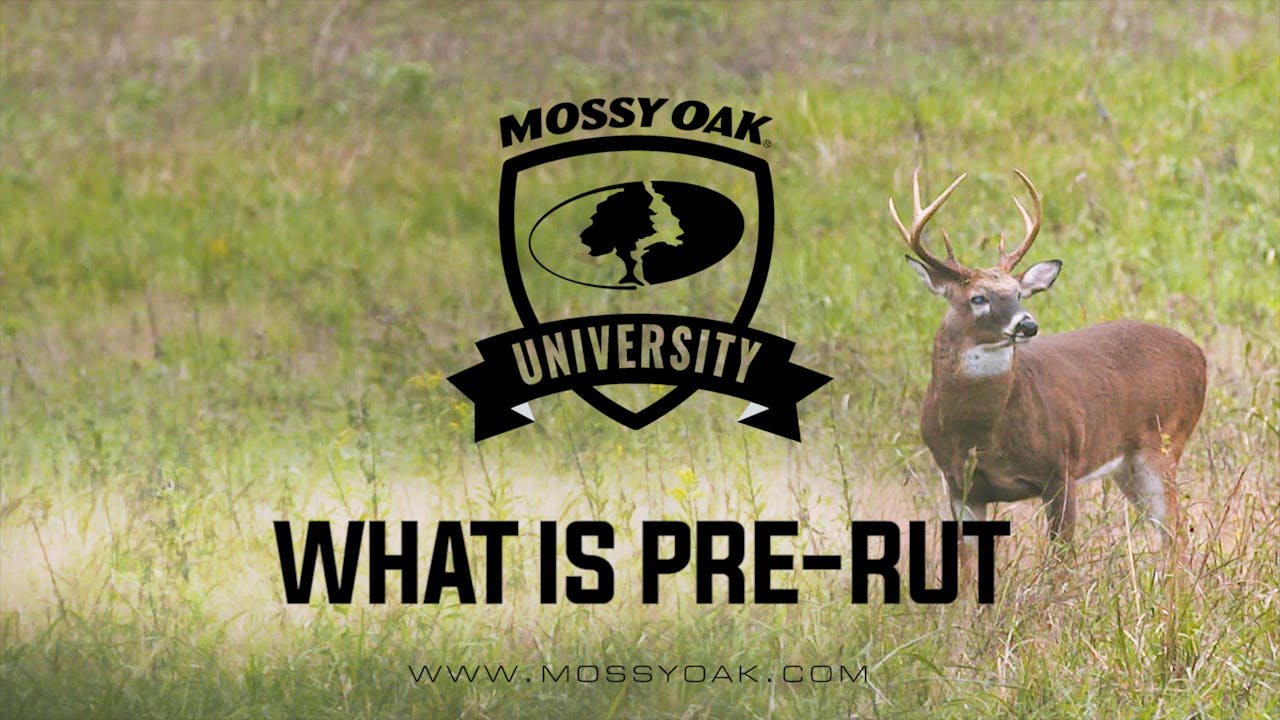 What Is Pre-Rut | Signs Of Pre-Rut - Mossy Oak GO
