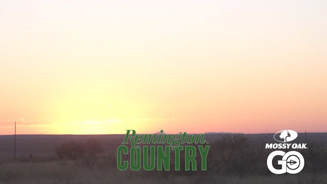 Lone Star Sheep • Remington Country