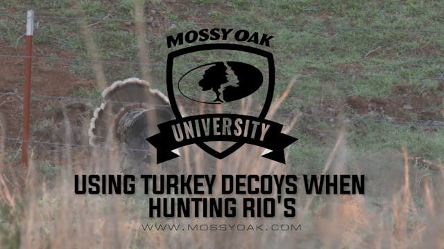 Using Turkey Decoys When Hunting Rios