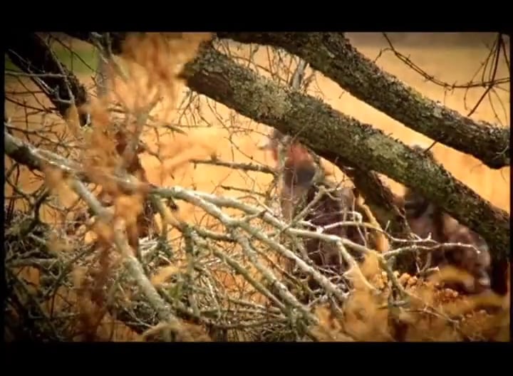 Turkey and Stuffing • Gobblers in Mississippi