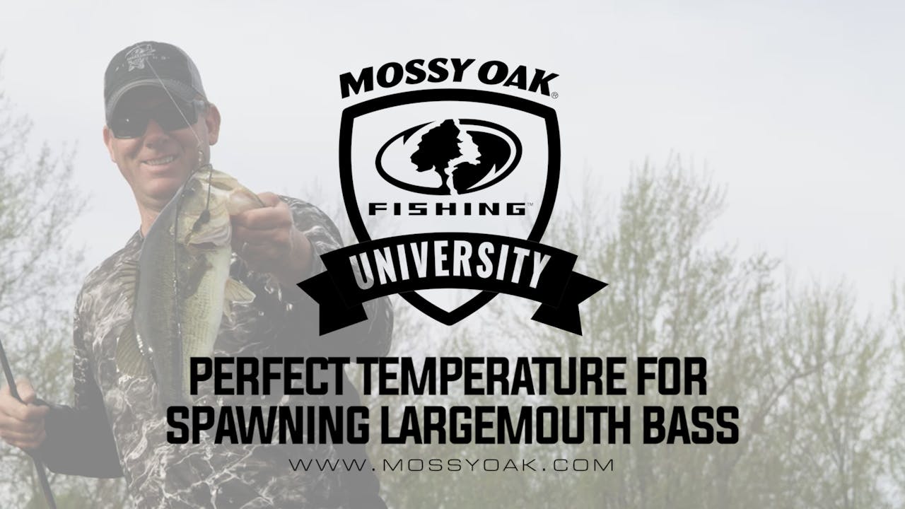 KVD What Temp do Largemouth Bass Spawn KVD Fishing Tips Mossy Oak GO