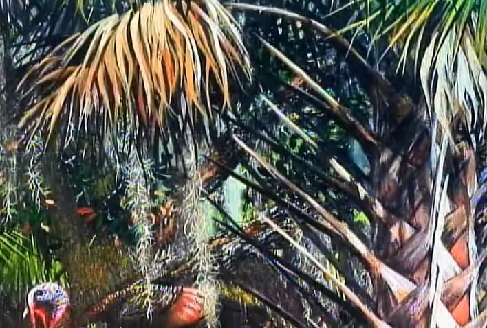 Everyone Needs a Hobby • Osceolas and Wildlife Art