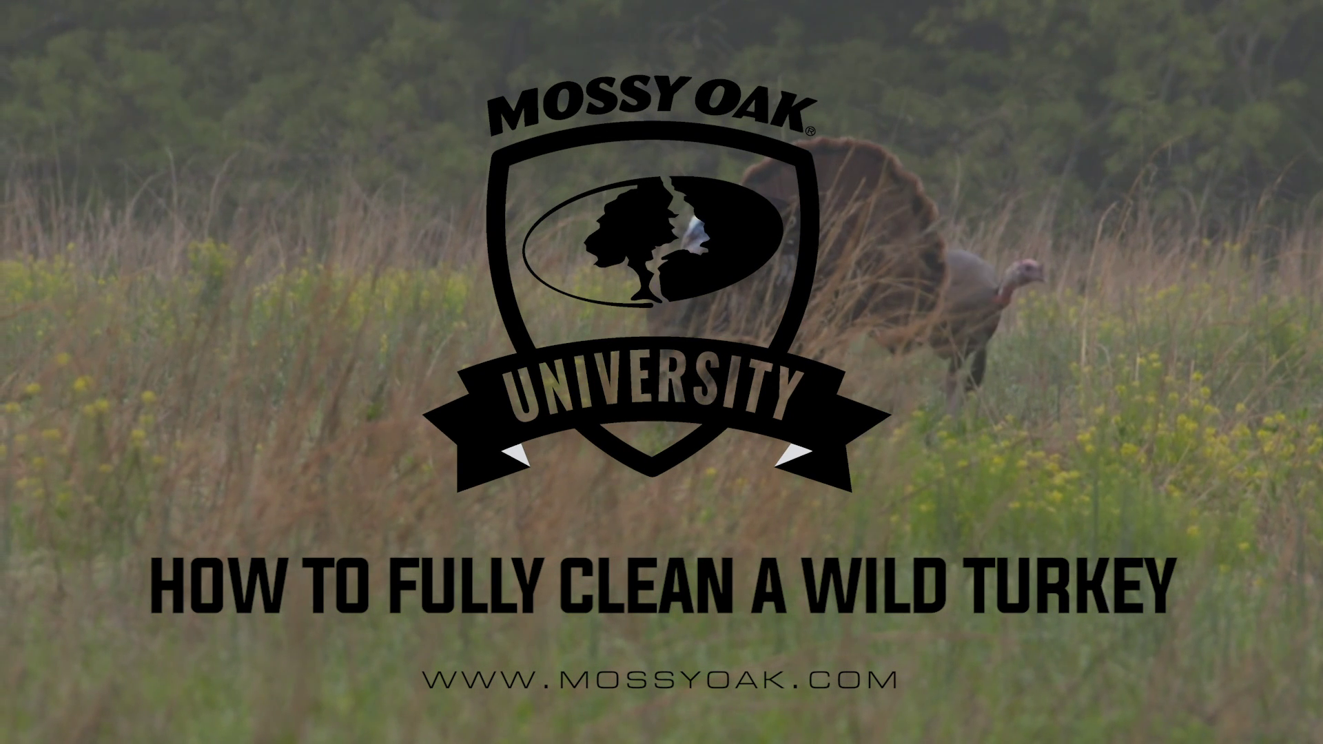 How To Clean a Wild Turkey