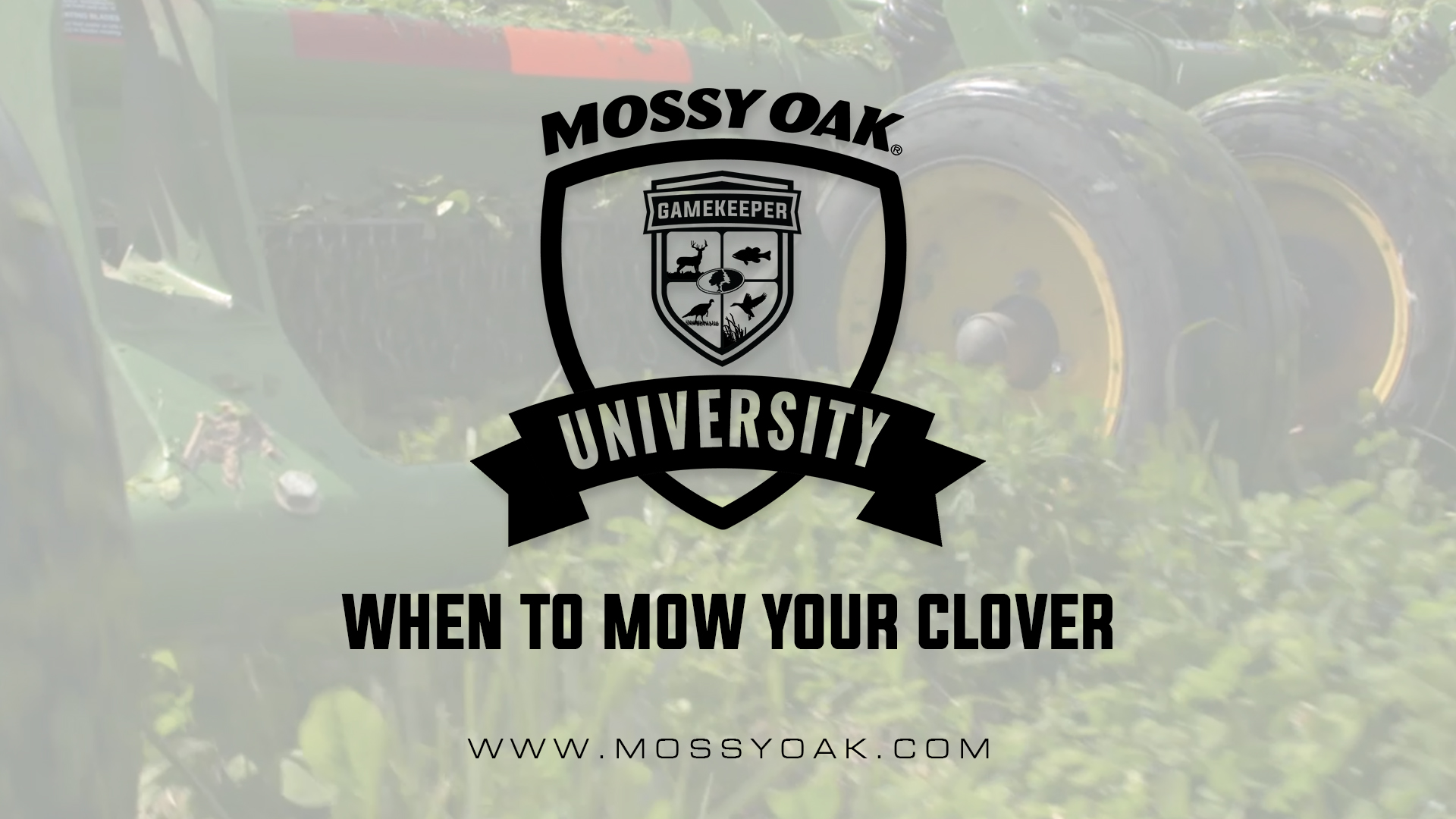 When to Mow Your Clover