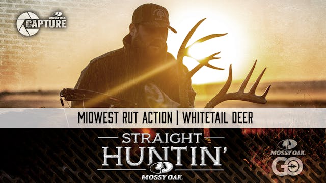 Midwest Rut Action • Whitetail Deer •...
