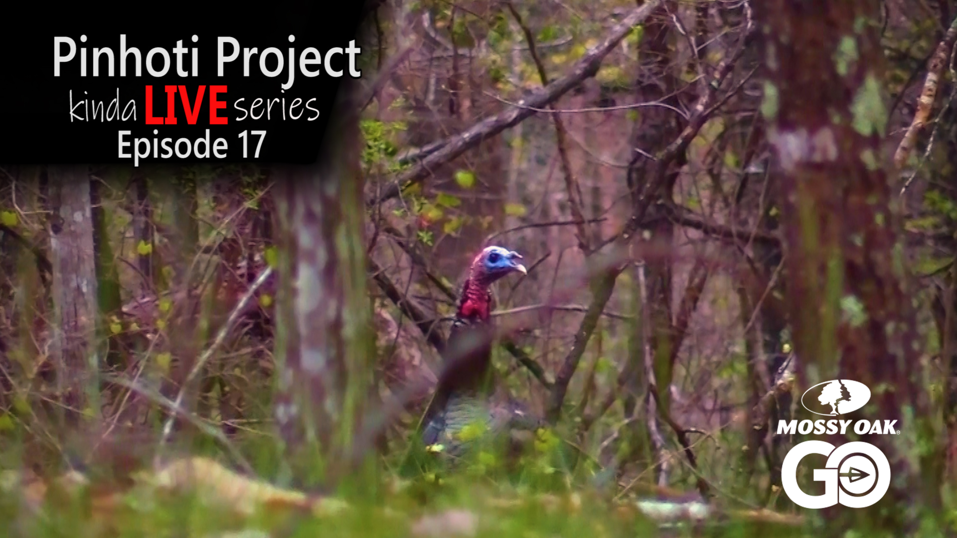 Kinda Live • Episode 17 • Pinhoti Project