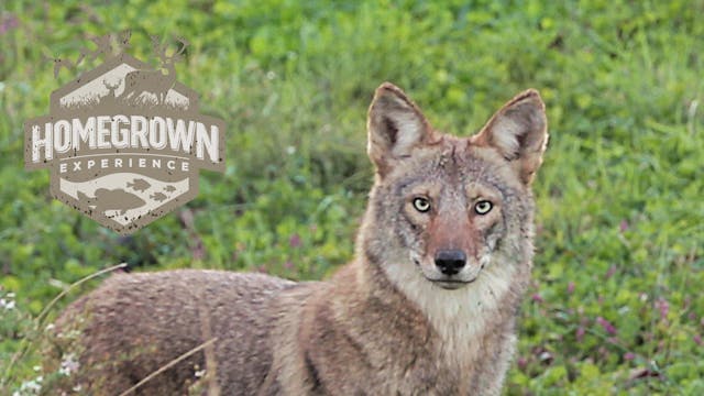 Monster Bucks and Coyotes • Homegrown...