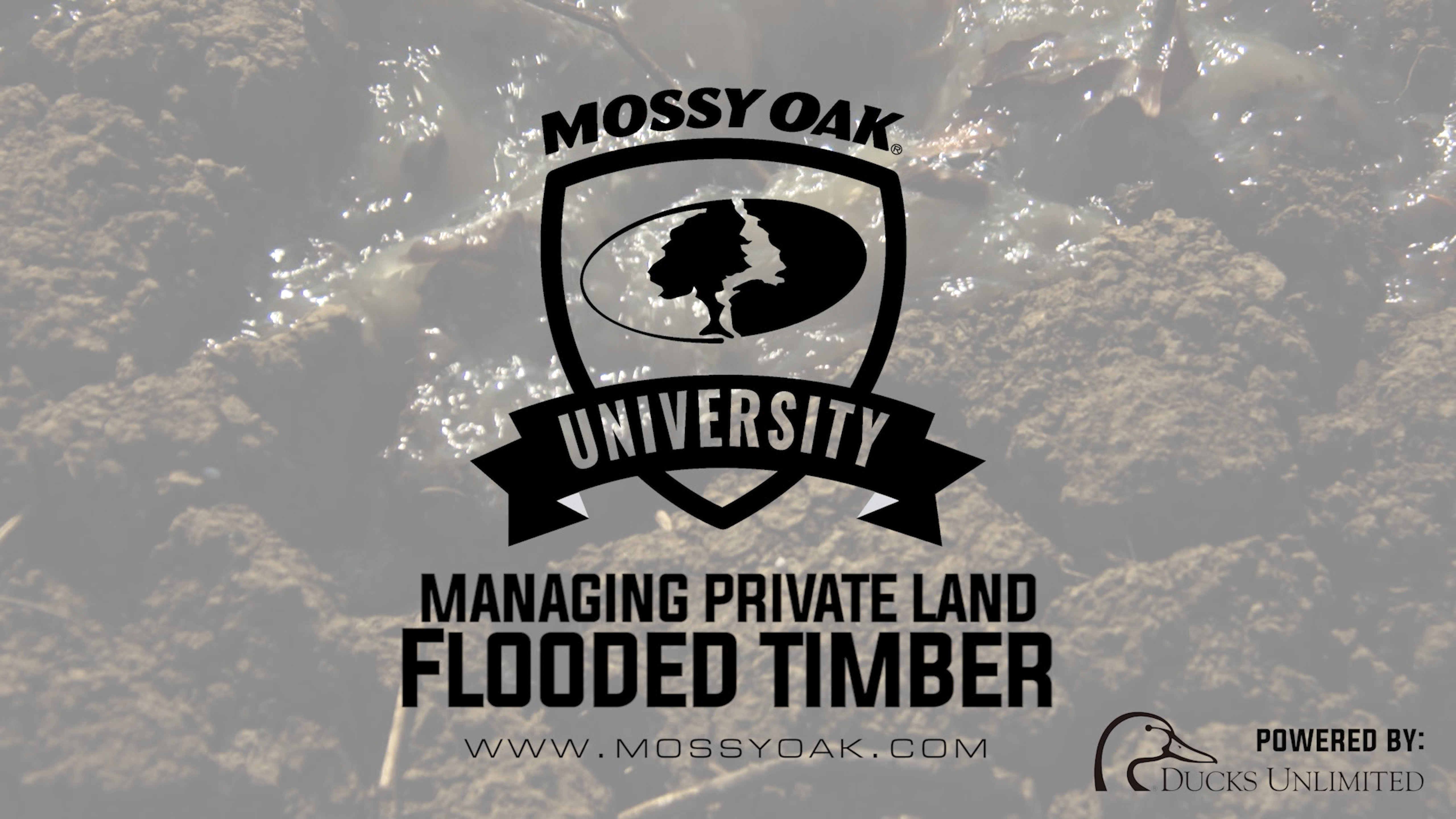 How to Manage Flooded Timber | Property Management