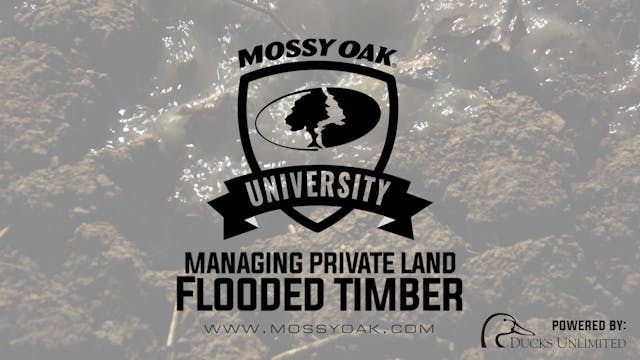 How to Manage Flooded Timber | Proper...