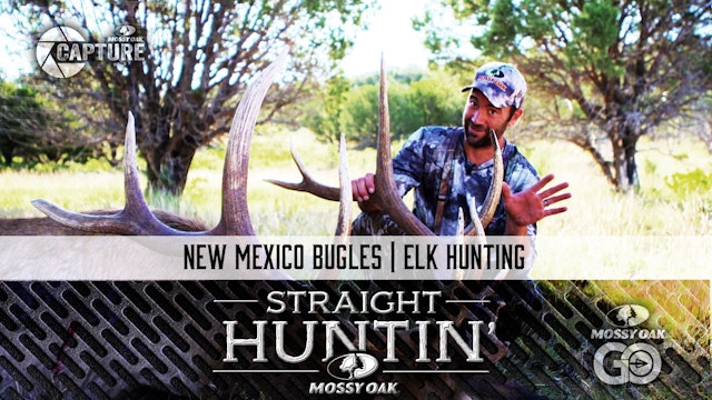 New Mexico Bugles • Elk Hunting • Straight Huntin'