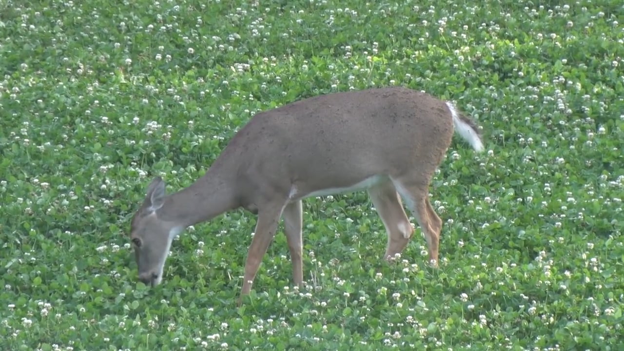 New Foodplot Troubles • 100% Wild Podcast