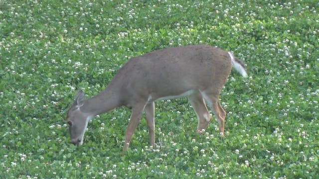 New Foodplot Troubles • 100% Wild Pod...