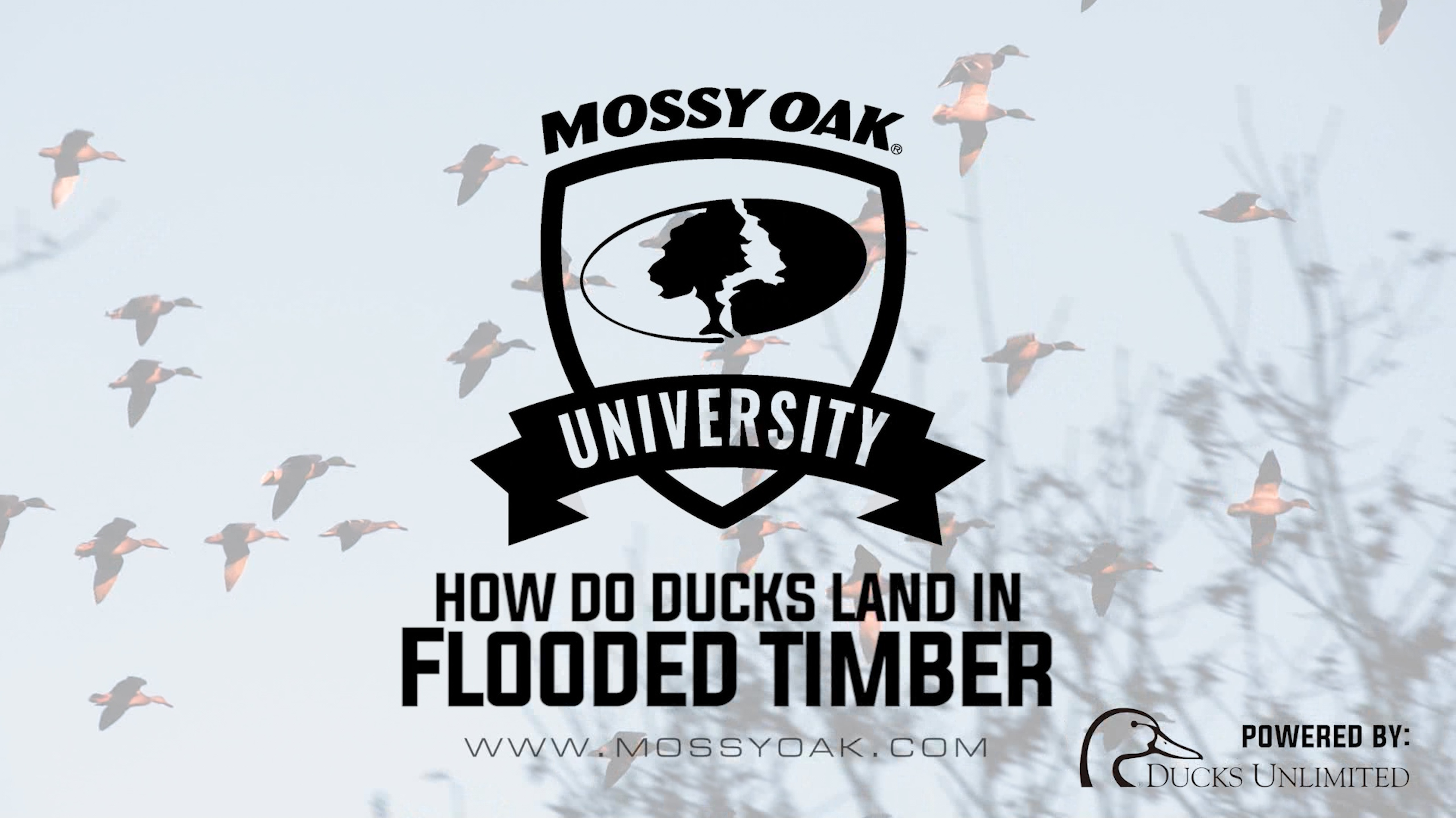 Ducks in Flooded Timber - Waterfowl Habitat