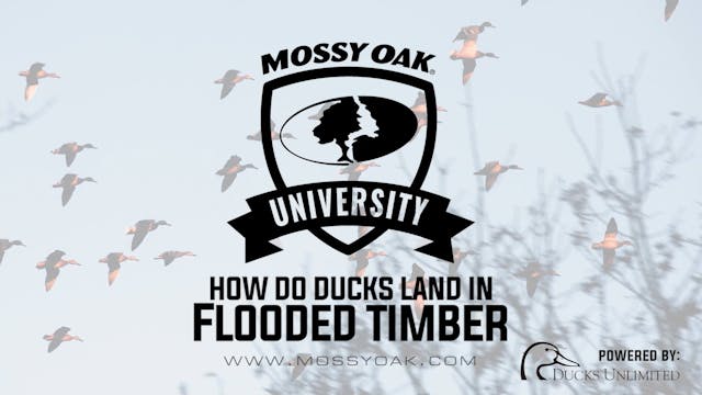 Ducks in Flooded Timber - Waterfowl H...