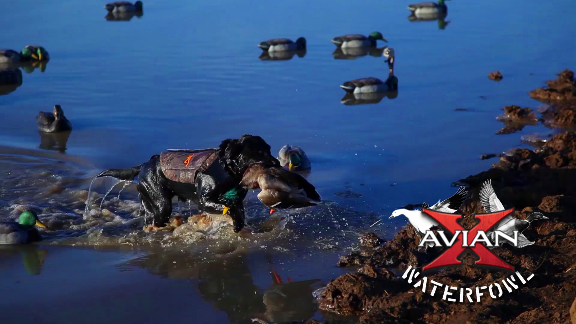 Mid West Mallards • Avian X Waterfowl
