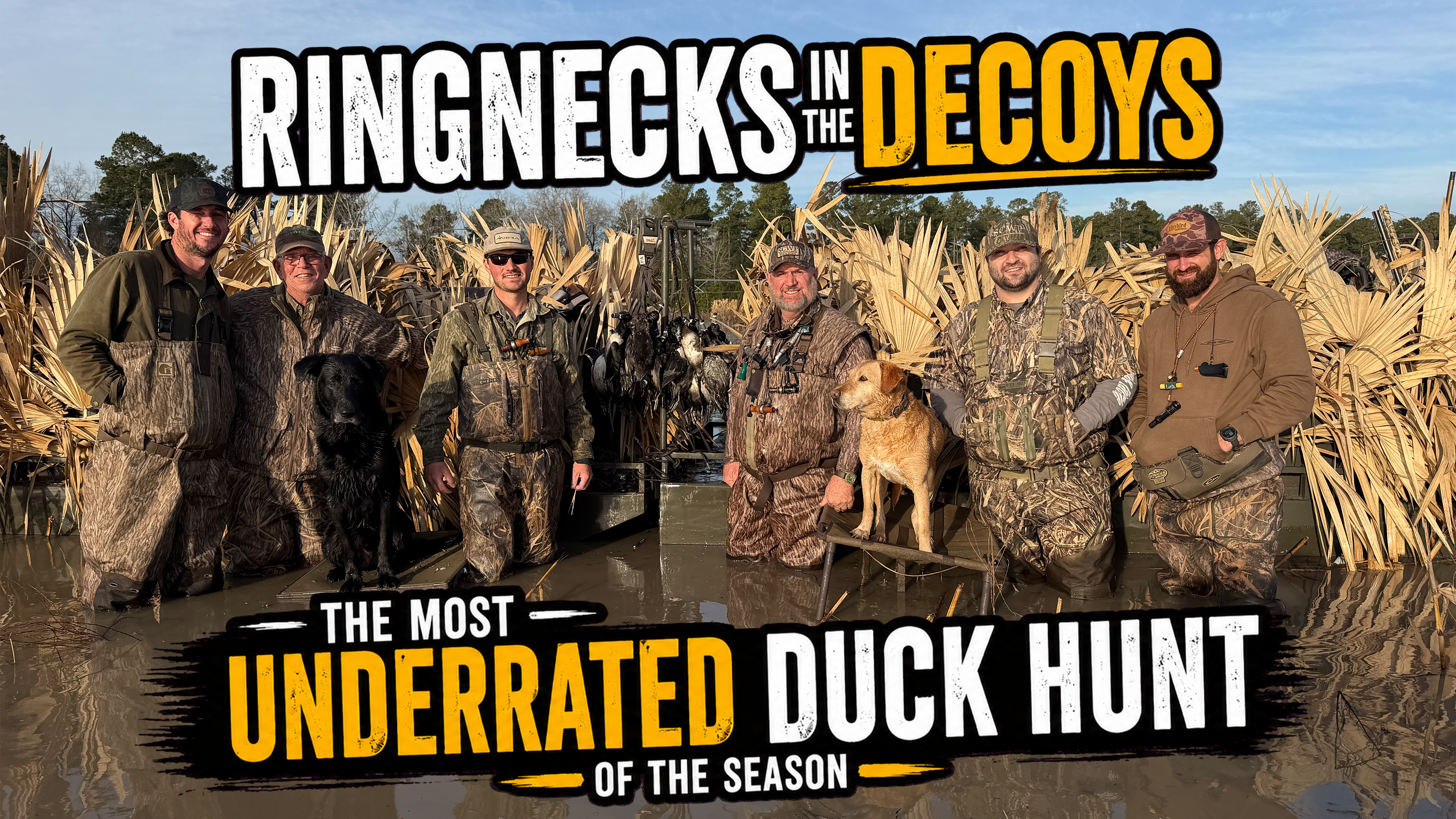 Ringnecks in the Decoys  • Enrich The Habitat Encourage The Hunt