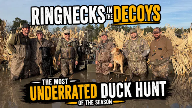 Ringnecks in the Decoys  • Enrich The...