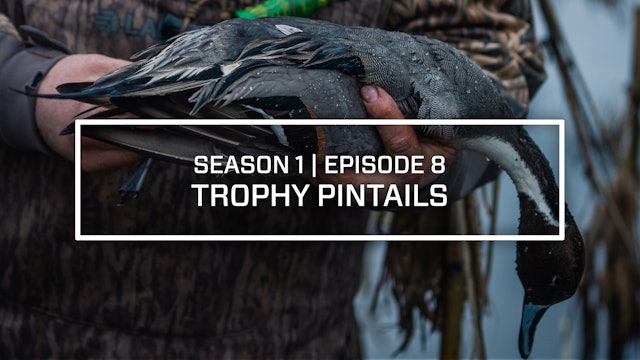 Last Pass Episode 8 • Trophy Pintails