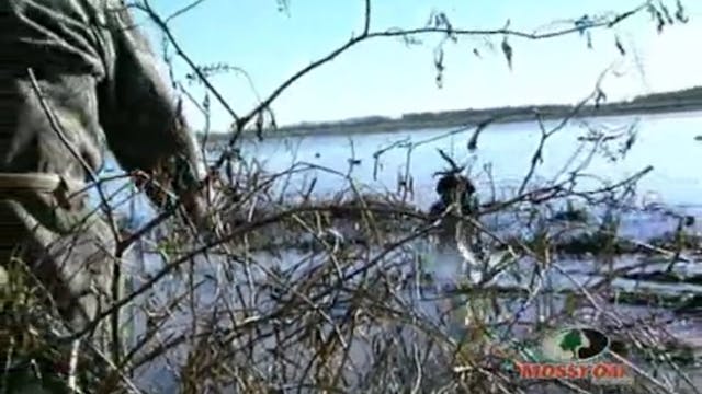 Mississippi Delta Ducks • Flooded Fie...