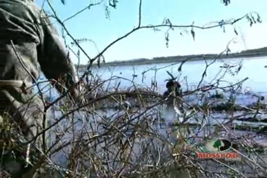 Mississippi Delta Ducks • Flooded Fie...