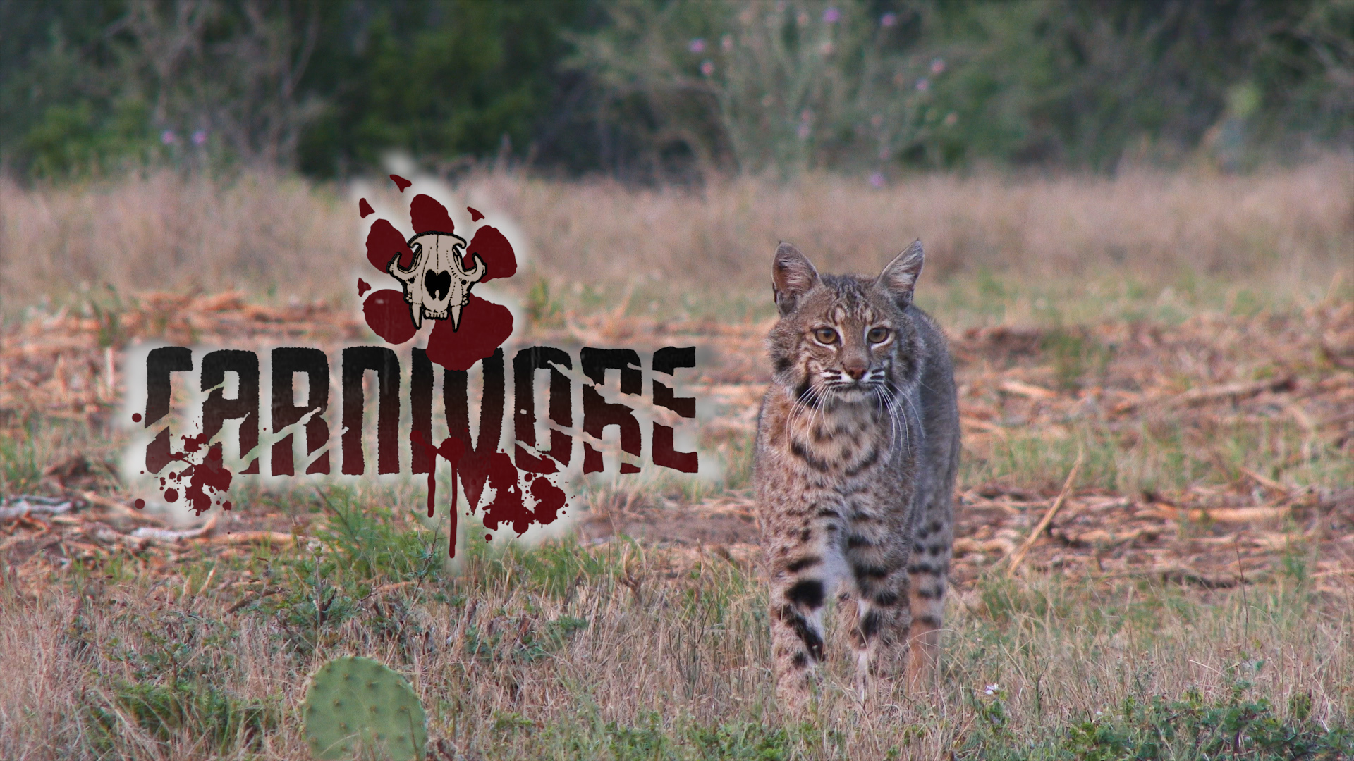 South Texas Predators • Carnivore