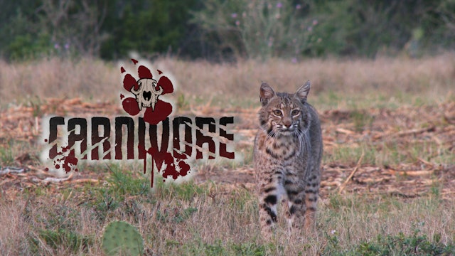 South Texas Predators • Carnivore