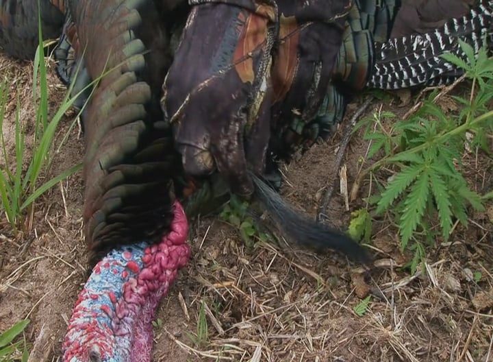 A Very Merriam's Day • Turkeys Out West