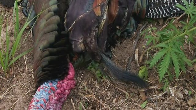 A Very Merriam's Day • Turkeys Out West