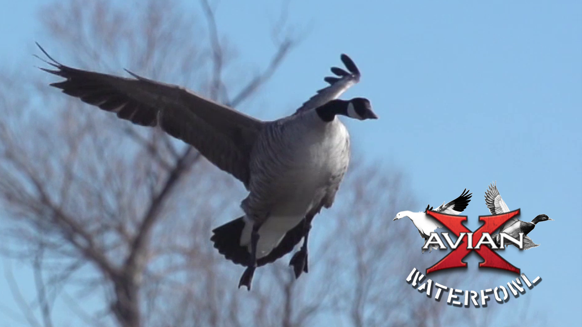 PTO • Avian X Waterfowl