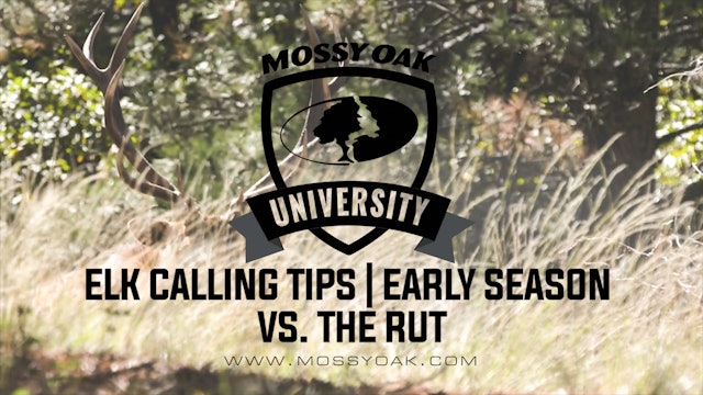 Calling Elk Early Season v Rut