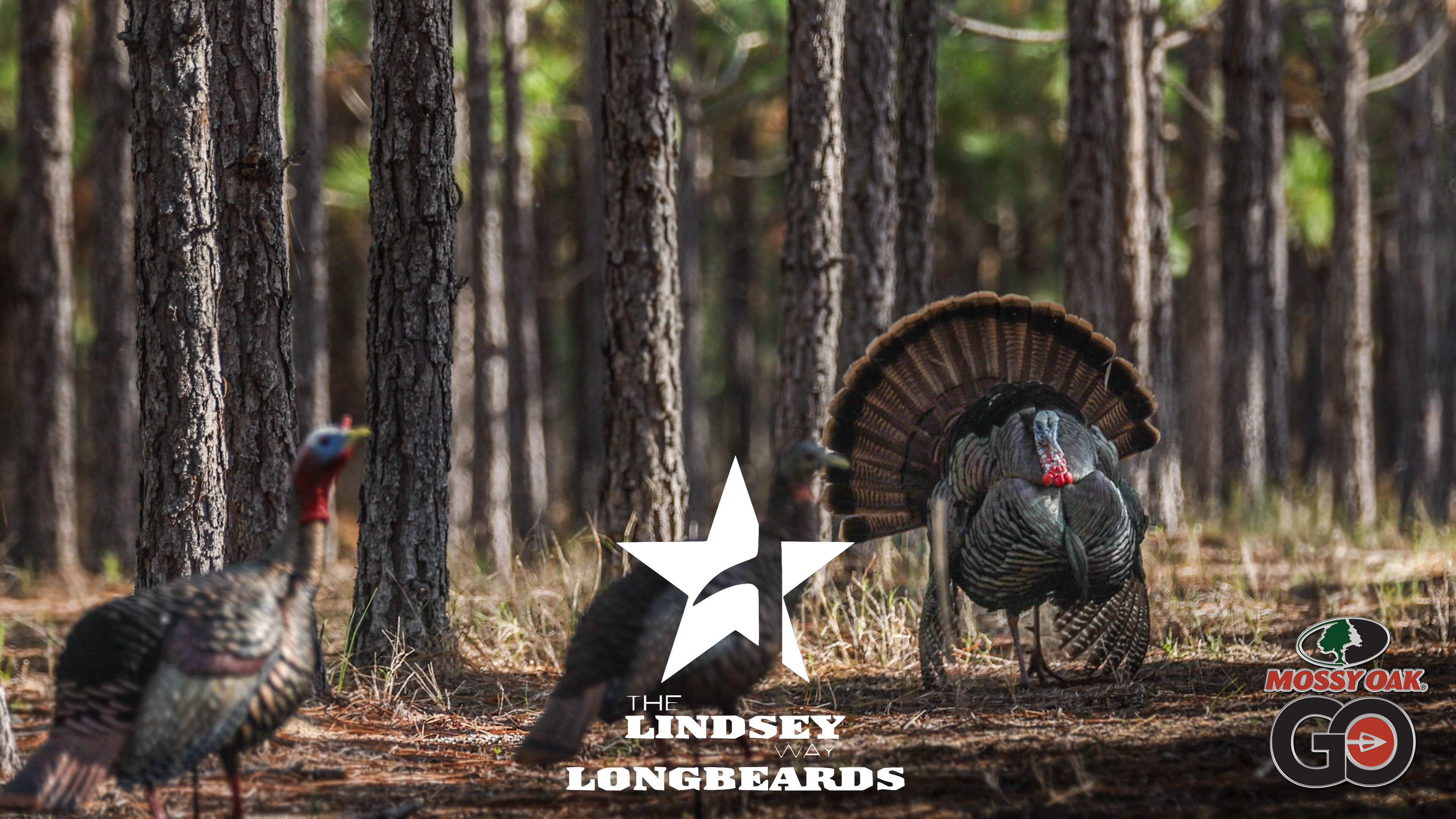 Georgia • Pinehurst • Lindsey Way Longbeards