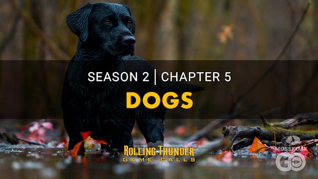 S2C5 Dogs • Rolling Thunder