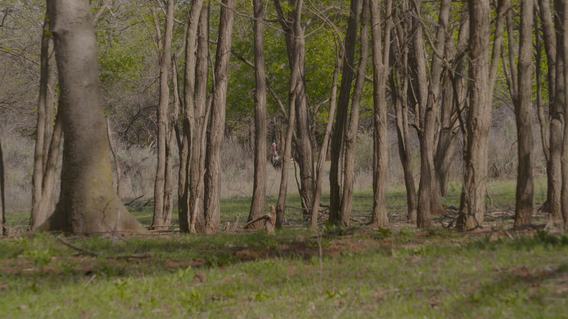 Boomer Sooner 2 • Avian X