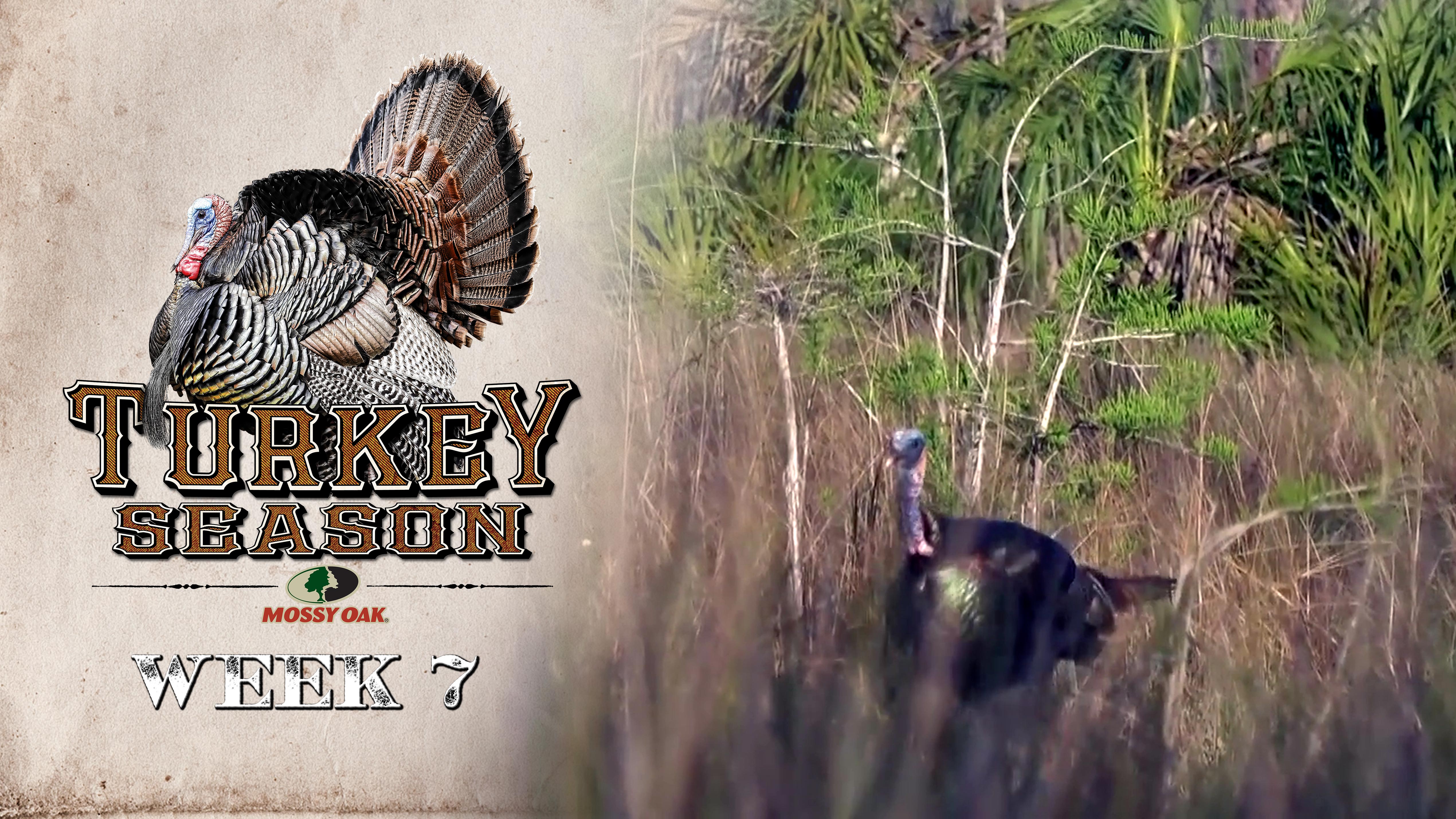 Live: 4.26.2021 Turkey Season Replay
