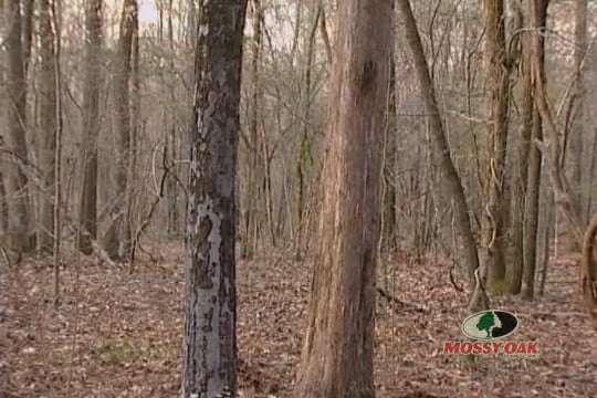 Rocky Top Toms • Toxey and Son Hunt Toms in Tennessee
