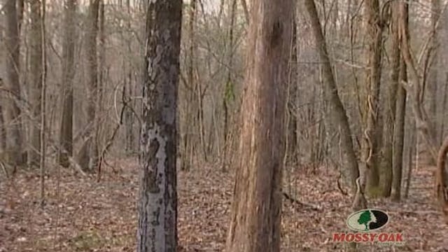 Rocky Top Toms • Toxey and Son Hunt T...