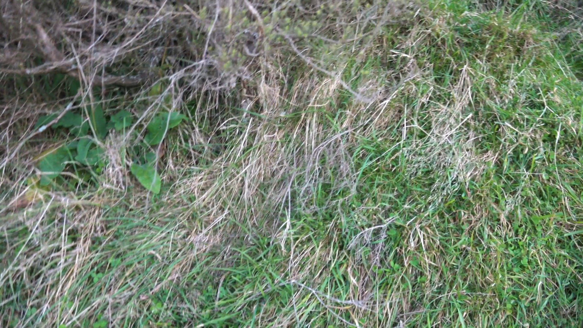 Last Stag • Tim Wells